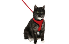Flamingo Harnais avec laisse Chaton Harms Rouge & Noir