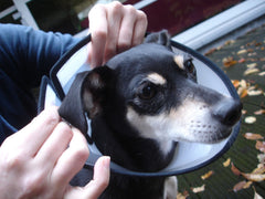 Cône de protection Capo (Carcan) XS