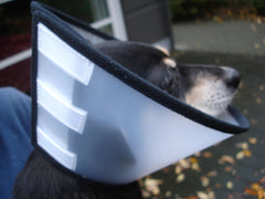 Cône de protection Capo (Carcan) XS