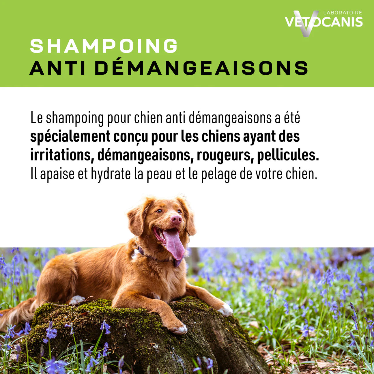 Shampoing Professionnel Anti-Démangeaisons pour Chien. 300ml