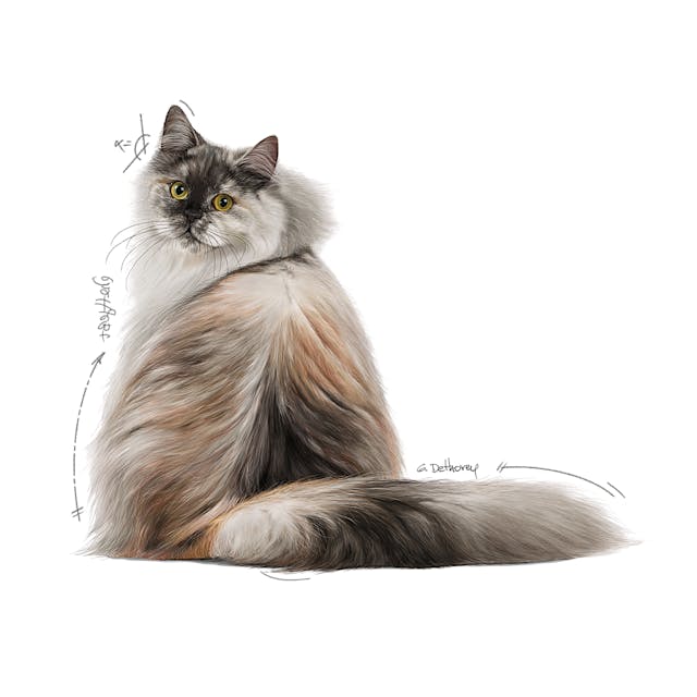 Royal Canin Hair & Skin Sauce 85G