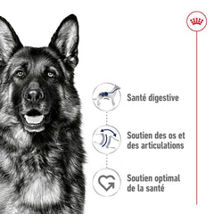 Royal Canin Aliment Sec Chien Maxi Adult