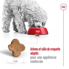 Royal Canin Aliment Sec Chien Mini Adult 8+ 2Kg