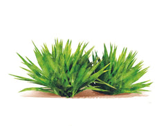 Canvit BARF Yucca Schidigera Supplément pour Chien et Chat 160 g