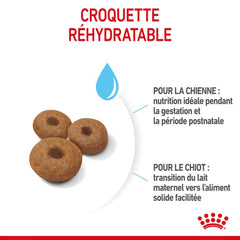 Royal Canin Maxi Starter Mother & Babydog