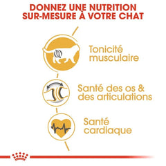 Royal Canin British Shorthair Adult 2 Kg