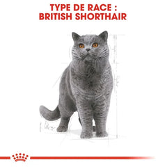 Royal Canin British Shorthair Adult 2 Kg
