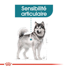 Royal Canin Aliment Sec Chien Maxi Joint Care 10 Kg