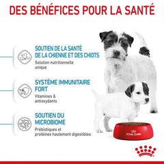 Royal Canin Mini Starter Mother & Babydog
