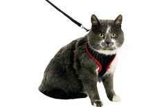 HARNAIS AVEC LAISSE CHATON HARMS NOIR & ROUGE