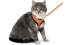 Flamingo Harnais avec laisse Chaton Harms Orange & Noir