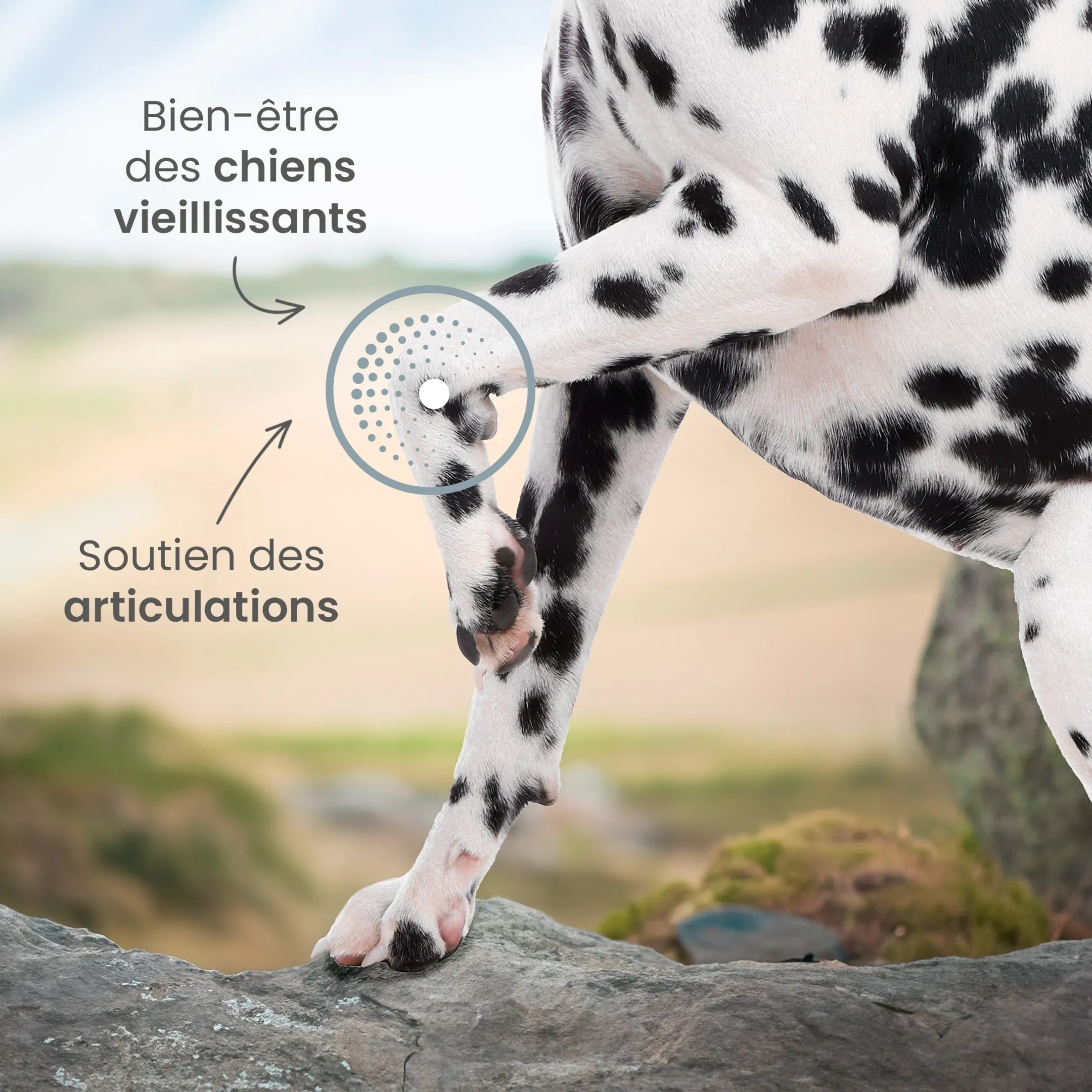Ultra Premium Direct Aliment Sec Chien Senior +7ans de toutes tailles - Care 12 Kg