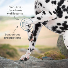 Ultra Premium Direct Aliment Sec Chien Senior +7ans de toutes tailles - Care 12 Kg