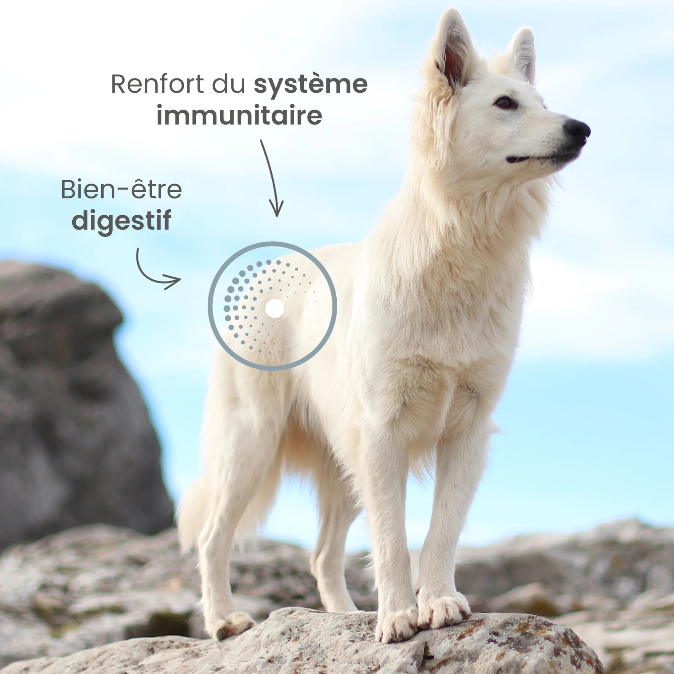 Ultra Premium Direct Aliment Sec Chien Hypoallergéniques Poisson - Care