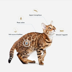 Ultra Premium Direct Huile de Saumon Supplément pour Chien et Chat