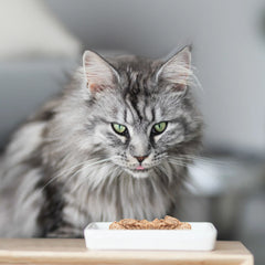 Ultra Premium Direct Boîtes de Mousse Aliment Humide Chat Stérilisé Sans Céréales – Natural mousse poulet 85 G