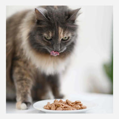 Ultra Premium Direct Sachets Fraîcheur Aliment Humide Chat Sans Céréales 85G - Tendres Emincés en Sauce Saumon / Cabillaud