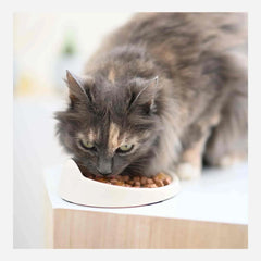 Ultra Premium Direct Aliment Humide Chat Sachets Fraîcheur Chaton / Chat adulte Sans Céréales 85G - Tendres émincés en gelée riches en poulet
