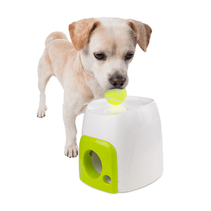Jouet pour Chien interactive Fetch'N Treat