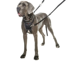 Halti No Pull Harness Large (48-66cm)