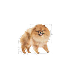 Royal Canin Aliment Humide Chien Spitz nain mousse 85 g