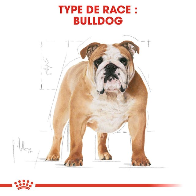 Royal Canin Bulldog Anglais 12 Kg