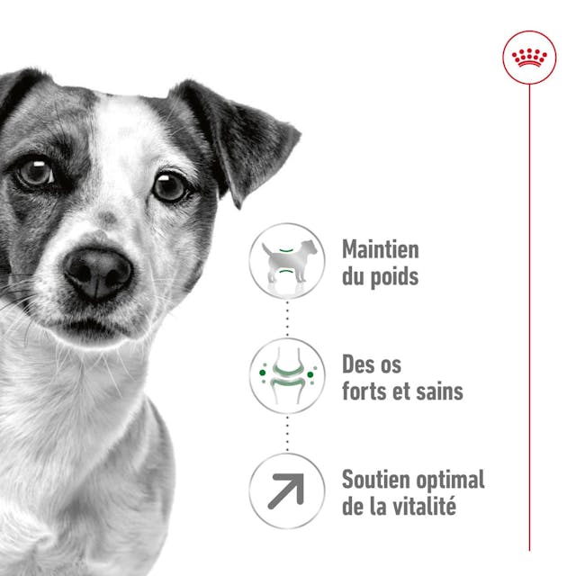 Royal Canin Mini Adult 8+ 2Kg