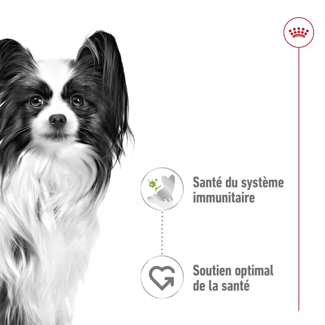 Royal Canin X-Small Aliment Humide Chien Adult en sauce 85G
