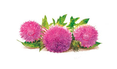 Canvit BARF Silybum Marianum Supplément pour Chien et Chat 160 g