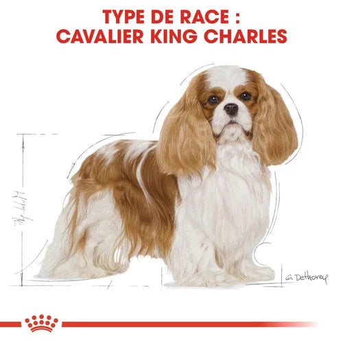 Royal Canin Aliment Sec Chien Cavalier King Charles Adulte 1,5 Kg