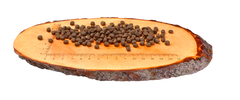 Carnilove Aliment Sec pour Chat Kitten Saumon & Dinde